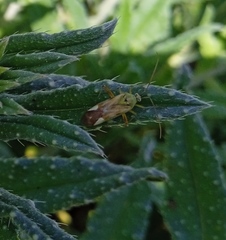 Reuterista instabilis