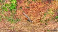 Macropsalis forcipata