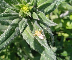 Reuterista instabilis