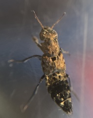 Ontholestes murinus