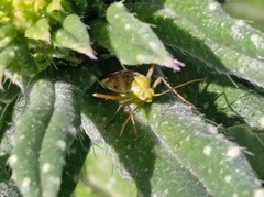 Reuterista instabilis