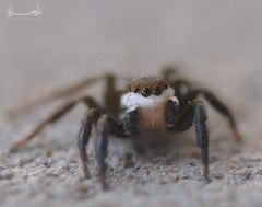 Salticidae
