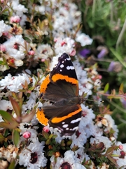 Vanessa atalanta