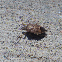 Podisus serieventris