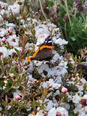 Vanessa atalanta