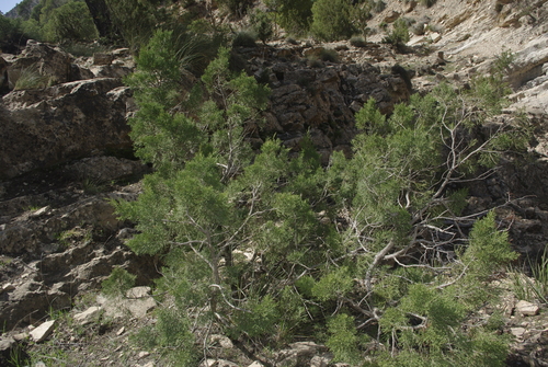 Mediterranean juniper