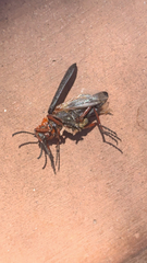Lytta magister