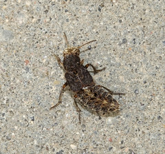 Dinothenarus pubescens