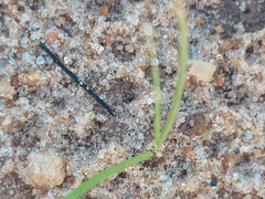 Cypella laeta