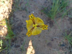 Cypella laeta