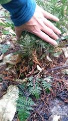 Parapolystichum microsorum pentangulare