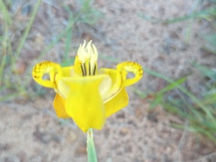 Cypella laeta