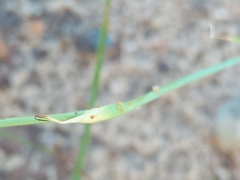 Cypella laeta