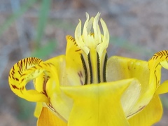 Cypella laeta