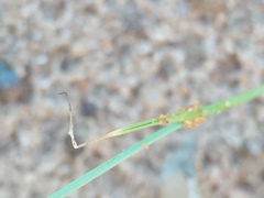 Cypella laeta