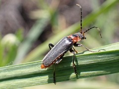 Cantharis reichei