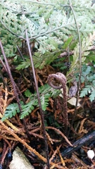 Parapolystichum microsorum pentangulare