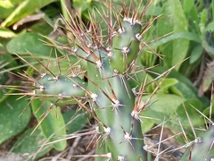 Opuntia anacantha