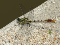 Arigomphus lentulus