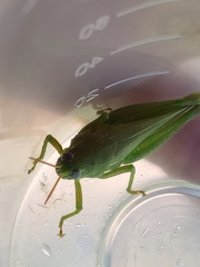 Atrachelacris