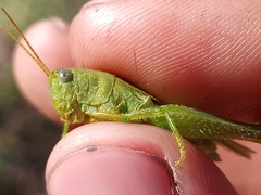 Atrachelacris