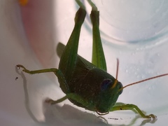 Atrachelacris