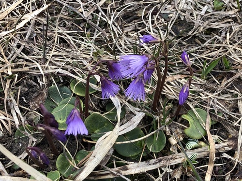 Soldanella alpina alpina photographed in Liechtenstein