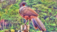 Penelope superciliaris