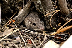 Chaetodipus