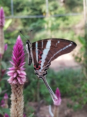 Graphium rhesus