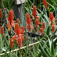 Nectarinia kilimensis