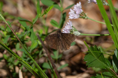 Erynnis brizo