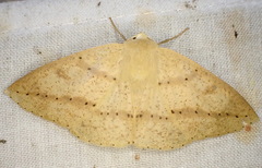 Cirsodes acuminata