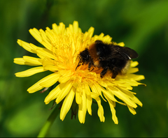 Bombus bohemicus