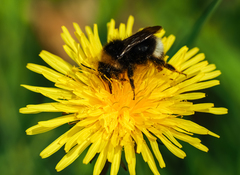 Bombus bohemicus