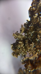 Melanohalea elegantula