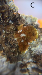 Melanohalea elegantula