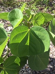 Jatropha gaumeri