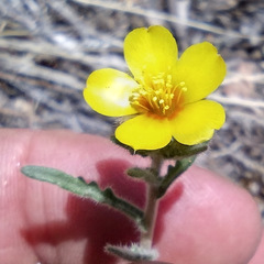 Mentzelia montana