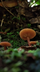 Lactarius rimosellus