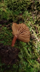 Lactarius rimosellus