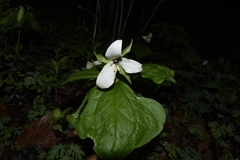Trillium erectum erectum