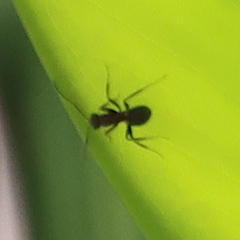 Camponotus planatus