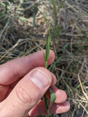 Limnodea arkansana