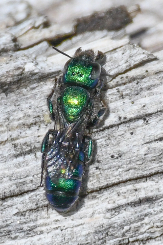 Pacific Green Small-Mason