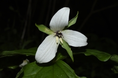Trillium erectum erectum
