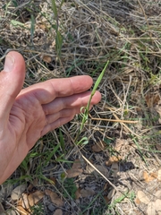 Limnodea arkansana