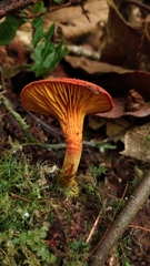 Phylloporus aurantiacus