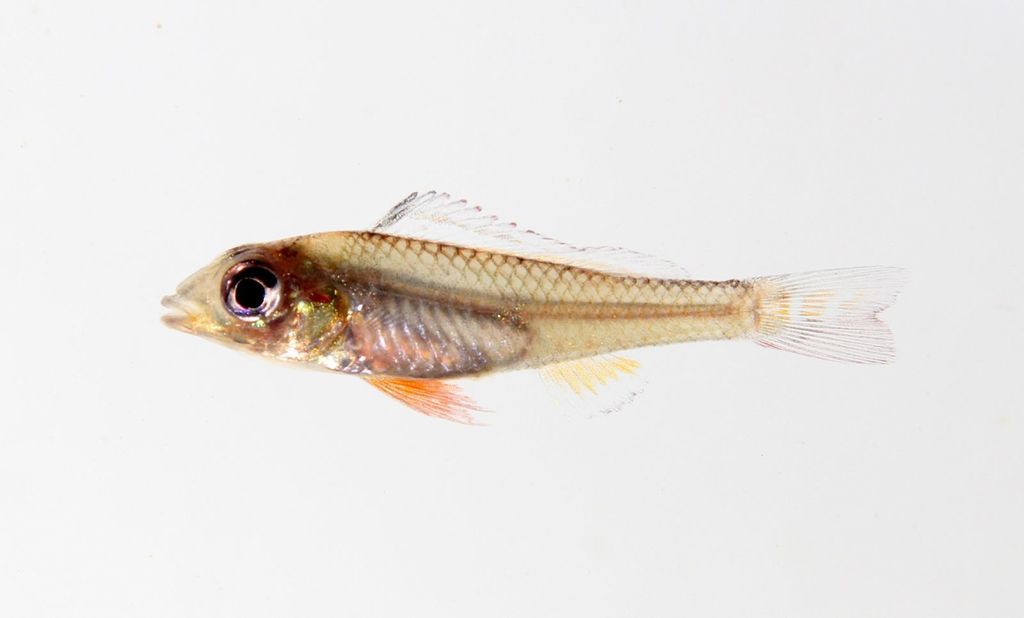 Biotoécus operculaire (Biotoecus opercularis)