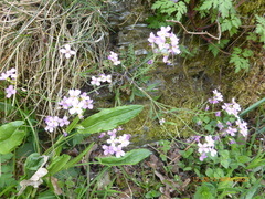 Arabidopsis halleri
